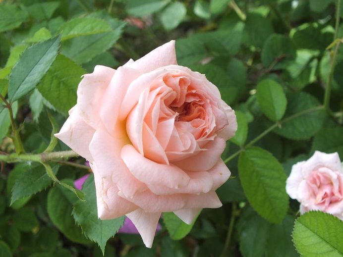  photo presciousdream_zps595201bc.jpg